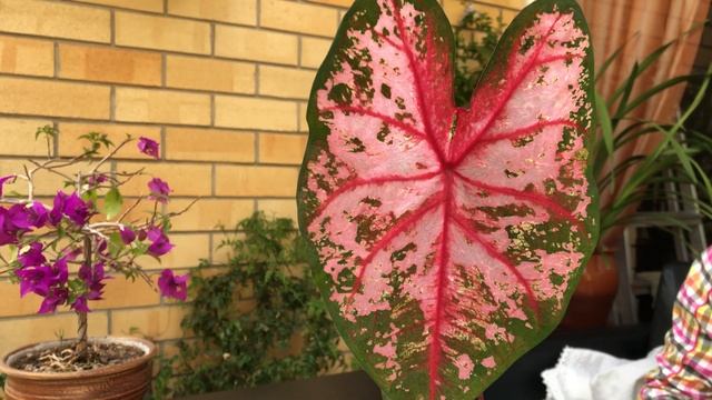 ЦВЕТОЧНЫЕ НОВОСТИ 16 ПОСЫЛКА С НОВИНКАМИ КАЛАДИУМЫ смотреть онлайн