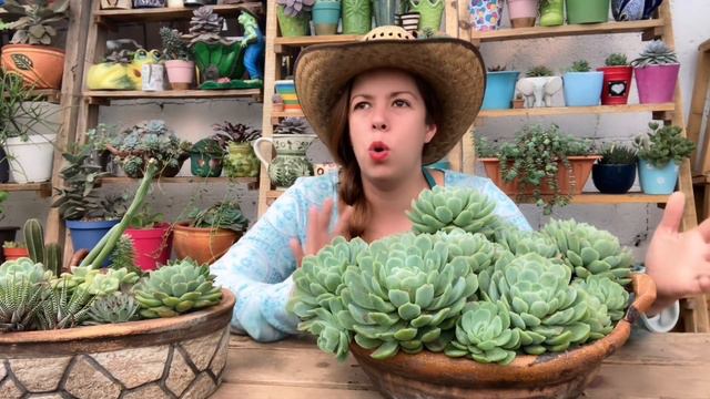 Cómo cuidar tu Echeveria Elegance Rose, y cómo hacer que se vuelva colonia смотреть онлайн