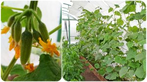 Самый лучший способ выращивать огурцы в теплице.  Будете Всё лето с огурчиками! Полив и уход.