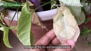 All About Syngonium Silver Pearl | Care and Grow Complete Guide | Urdu _ Hindi | English sub