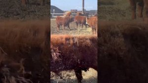 Бычки Калмыцкой породы возраст 1 год КФХ «Ойрат»