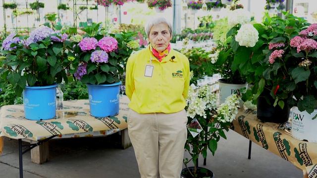 How to Change the Color of Hydrangea Blooms ENGLISH GARDENS смотреть онлайн