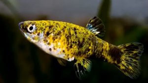 Гирардинусы живородящие аквариумные рыбки.  Содержание. Уход. Размножение.