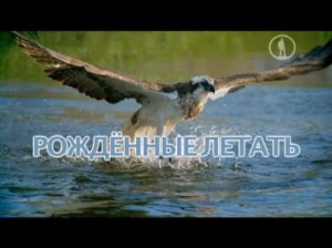 Рождённые летать