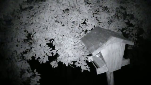 Жела Live Stream смотреть онлайн