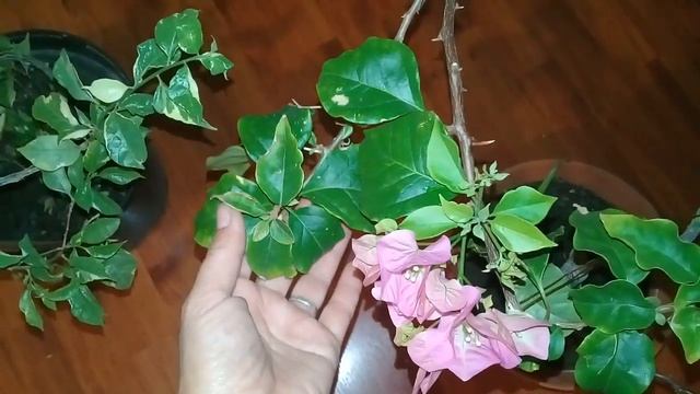 ???Мои комнатные цветы.Обзор бугенвиллий.Мурайя.???