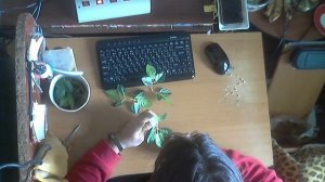 Polymer clay. Апельсиновое дерево. Творческий процесс №5