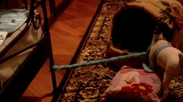 Собака к кровати привязака смотреть онлайн