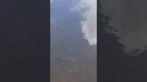 Пруд с огромной рыбой тилапией во дворе