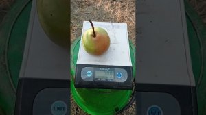 груша сорта Бере  Мореттини