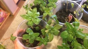 Годеция 07.04.18 Выращивание рассады годеции на 50 день от посева