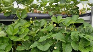 Клубника в теплице Клери и Джоли!! Strawberry!!!  27.05.2021