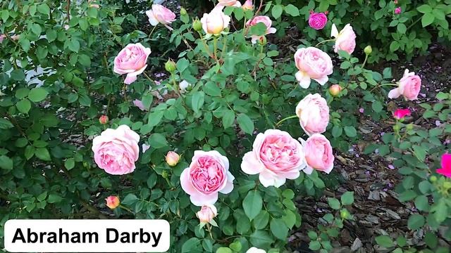 Кусочек цветущего розария?Розы Teasing Georgia, Abraham Darby, Delia, Jubilee Celebration, Boscobel