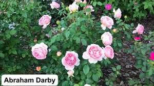 Кусочек цветущего розария?Розы Teasing Georgia, Abraham Darby, Delia, Jubilee Celebration, Boscobel