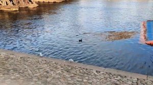 Лысуха или лыска, черная гагара, (Fulica atra) — небольшая водоплавающая птица семейства пастушковы