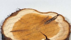 Спилы дерева – можжевельник