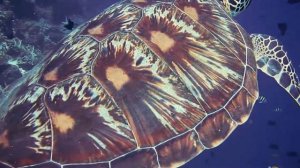 Морская черепаха