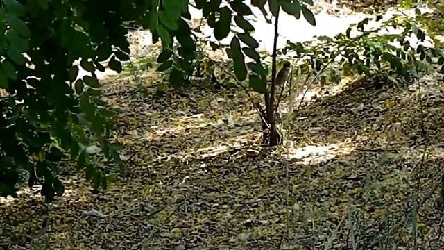 летом птичка воробей прыгает на ветках In summer the bird sparrow jumps on the branches смотреть онлайн