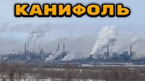 Канифоль