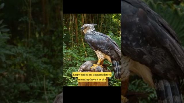 Harpy Eagle | The largest bird of prey | #wildlife #shorts