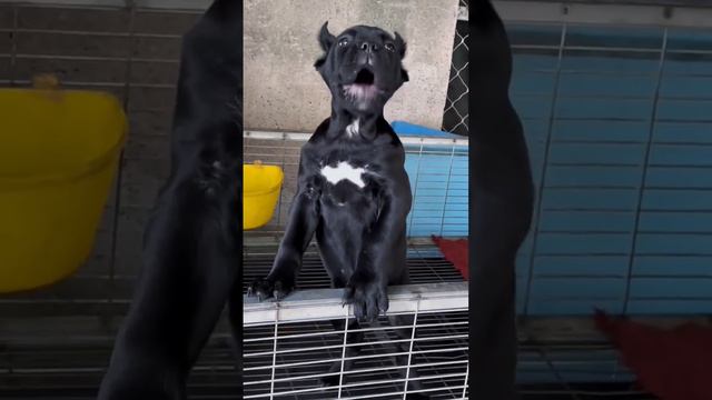 The Cane Corso dog is barking differently