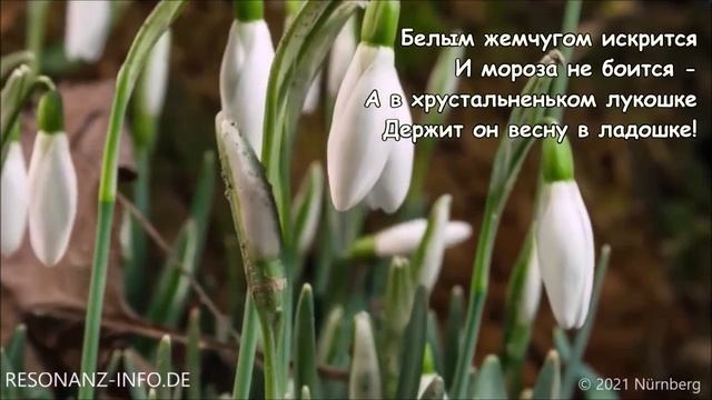 ВЕСЕЛАЯ СТИХОТЕКА: ПОДСНЕЖНИК | Вероника Сизинцева