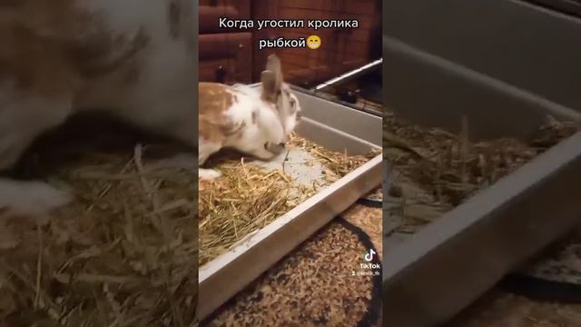 Кролики - веганы 😁 #bunny #hare #rabbit #recomendation #еда