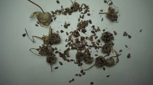 Чеснок. Выращивание чеснока из бульбочек.