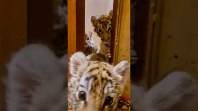 Милые тигрята #тигрята #смешныевидео #tigers