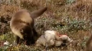 Природа Арктики