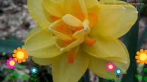 Нарцисс обыкновенный Техас. Краткий обзор, описание характеристик narcissus Texas