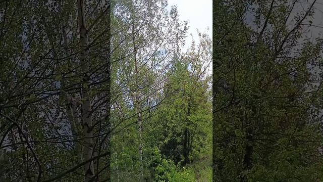ОТЧЕГО ТАК В РОССИИ БЕРЁЗЫ ШУМЯТ?