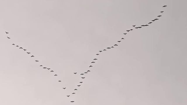 Белые журавли смотреть онлайн