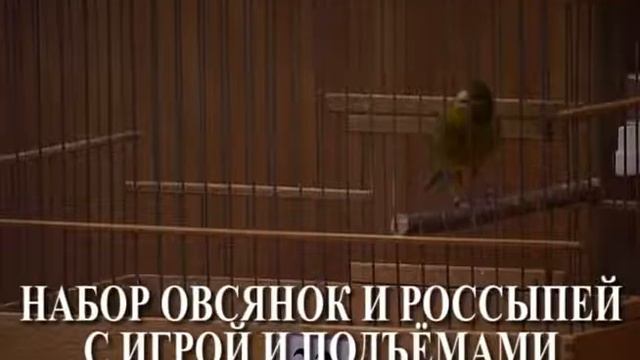 ПРИМЕРЫ ПЕНИЯ РУССКОЙ КАНАРЕЙКИ