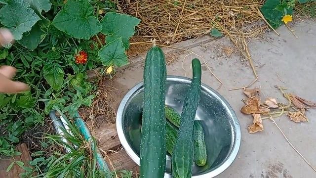 Китайские огурцы.КИТАЙСКОЕ ЧУДО/КИТАЙСЬКЕ ДИВО.40-60 см