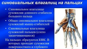 Мышцы, фасции и топография верхней и нижней конечностей в сравнительном аспекте