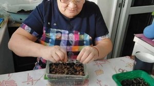 #Посев#семян#бузульника/