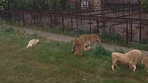 ГИБЕЛЬ АЗИЗЫ((( АЗИЗА УМИРАЛА МОЛЧА... ЛЕТО 2020 ГОДА. ТАЙГАН - АД ДЛЯ ЖИВОТНЫХ!