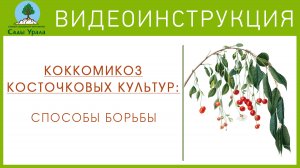 Коккомикоз косточковых культур: способы борьбы