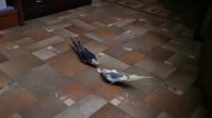 Попугаи Карелла. Кость - это святое...