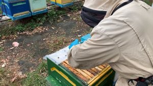 7 октября 2022 г. Проверка осыпи клеща. Новый препарат от варроа- полоски Экопласт от Биосферы