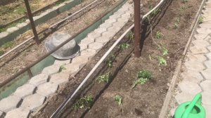 Капельный полив на грядках. Высадка рассады помидор.