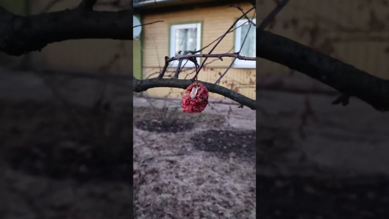 Яблочные огрызки висят до последнего и не собираются ещё опадать...