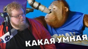 ТОХА T2x2 СМОТРИТ: orangutan asmr | Orang Utan ASMR