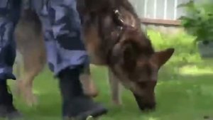 Соревнования кинологов УФСИН