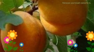 Абрикос обыкновенный Жигулевский Сувенир. Краткий обзор prunus armeniaca Zhigulevskii Suvenir