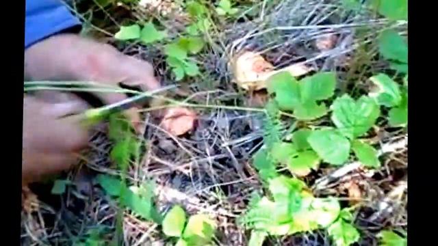 сбор грибов.Рыжиков. В 2015 году. You Tube смотреть онлайн