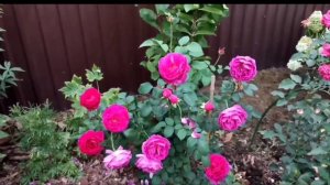 Розы Дэвида Остина в моём саду. Обзор сортов. Моя коллекция остинок. Английские розы