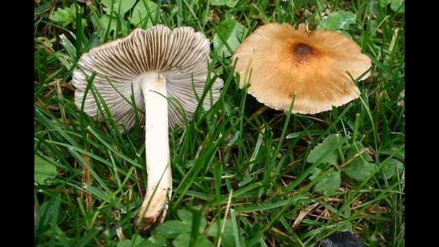 Inocybe squamata смотреть онлайн