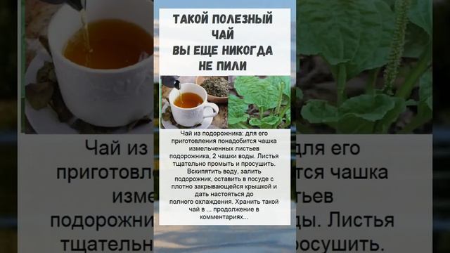 ЧАЙ ИЗ ПОДОРОЖНИКА/ ПОЛЬЗА